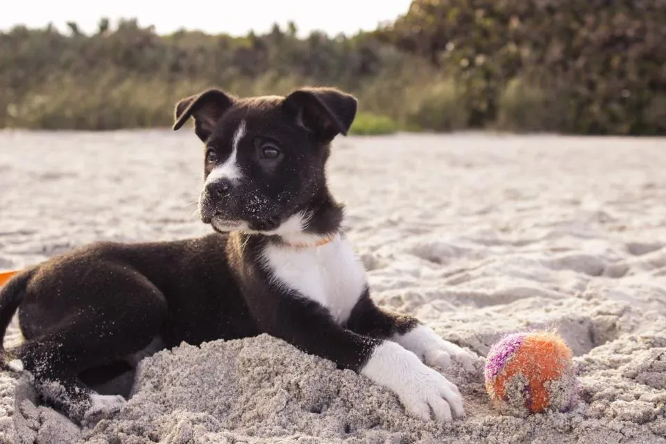 Pelota resistente para perro