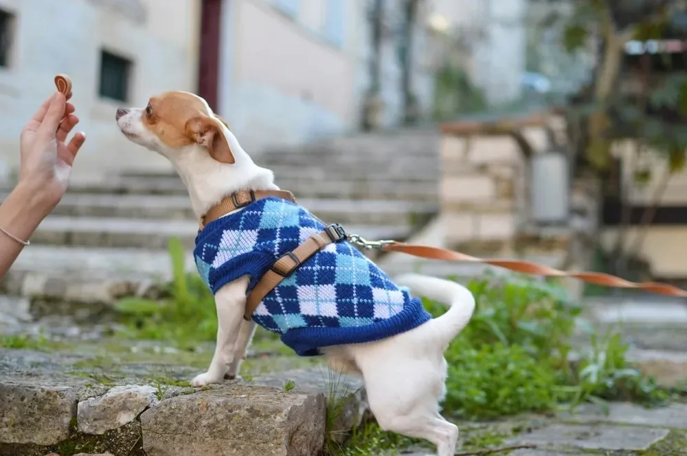 Chaleco tejido para perro
