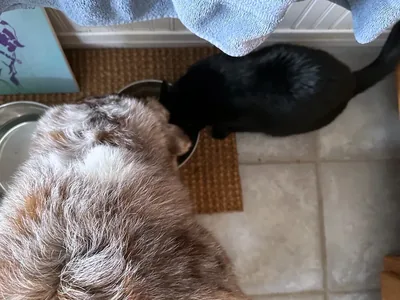 Alimento perro adulto 15 kg