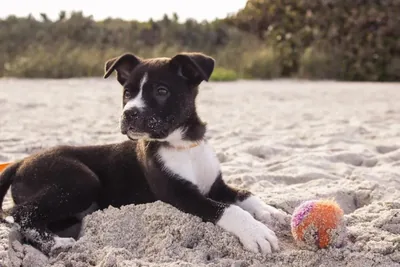 Pelota resistente para perro