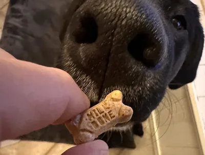 Galletas para perro 500 g