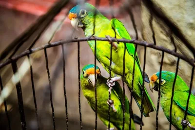 Jaula para aves